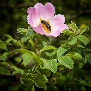 Flowers-Bee, Dog Rose, Flower, Insect